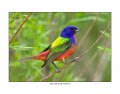 5747-1 painted bunting